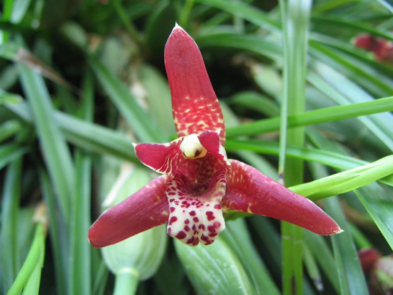 Coconut Orchid (Maxillaria tenuifolia)