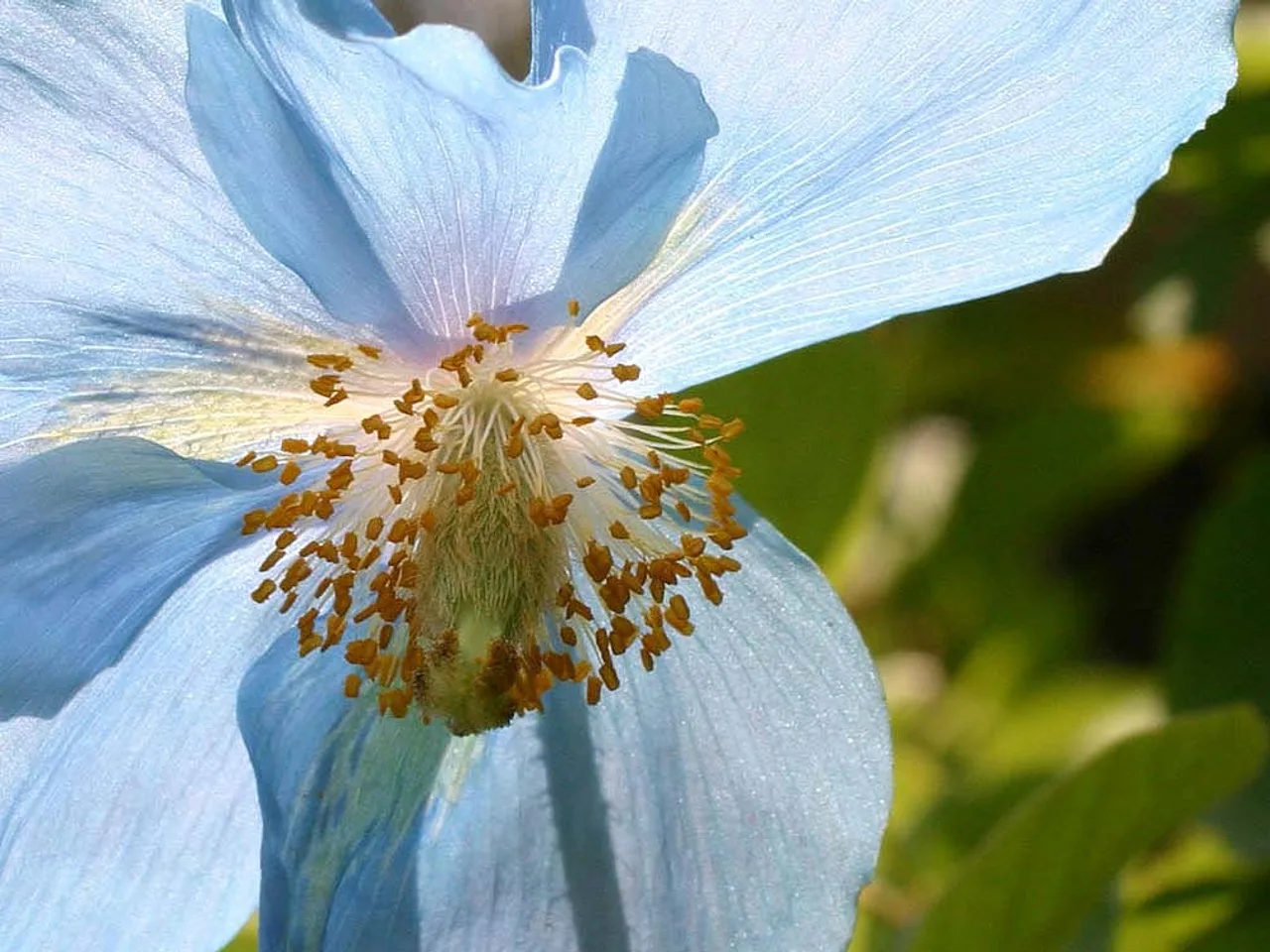 Himalayan Blue Poppy (Meconopsis betonicifolia)