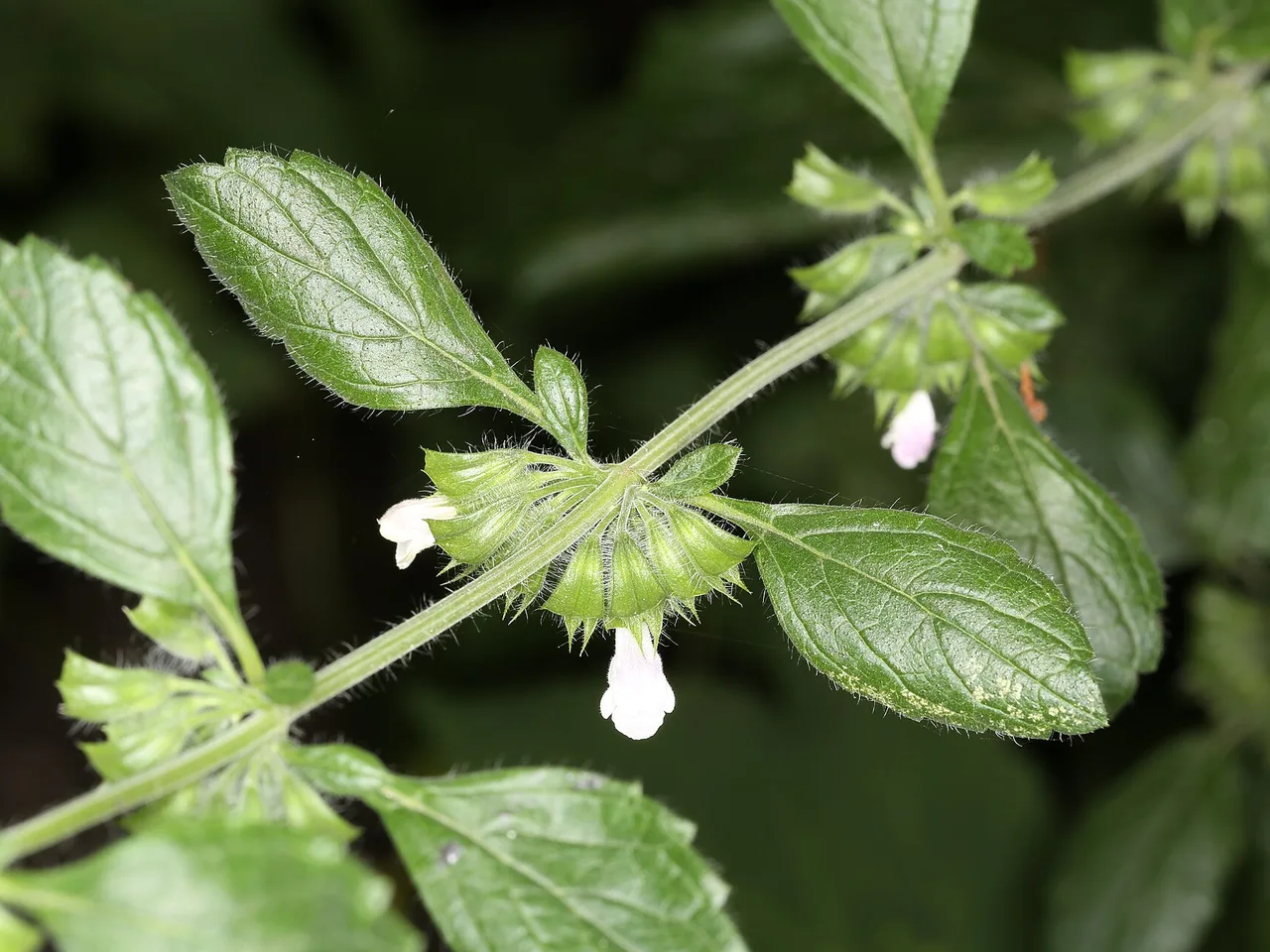 Lemon Balm (Melissa officinalis)
