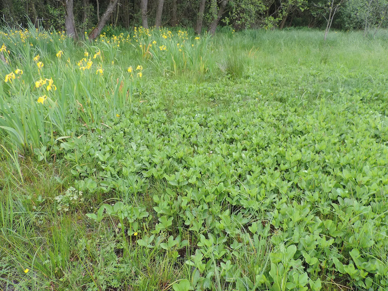 Bogbean (Menyanthes trifoliata)