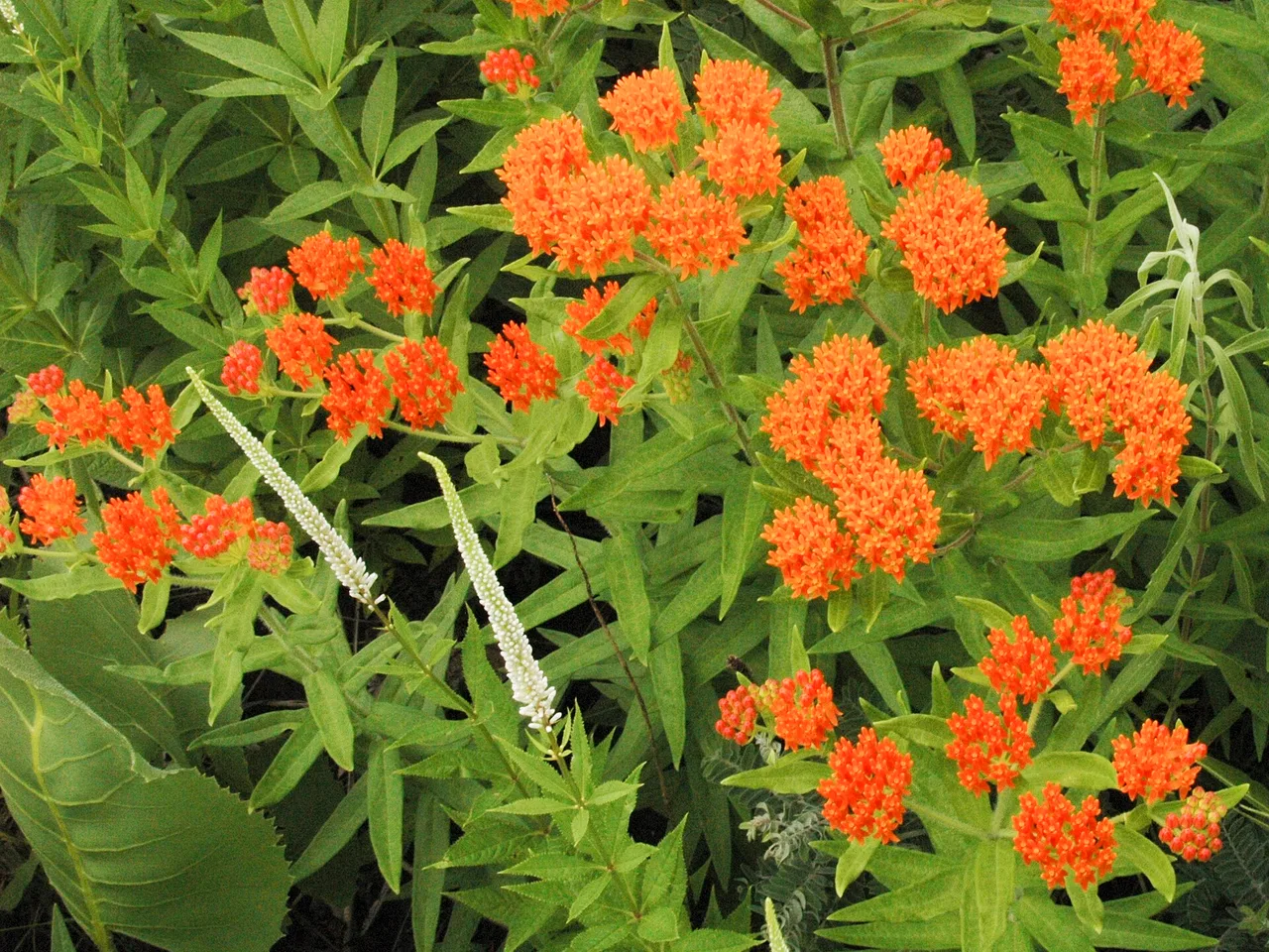 Milkweed (Asclepias tuberosa)