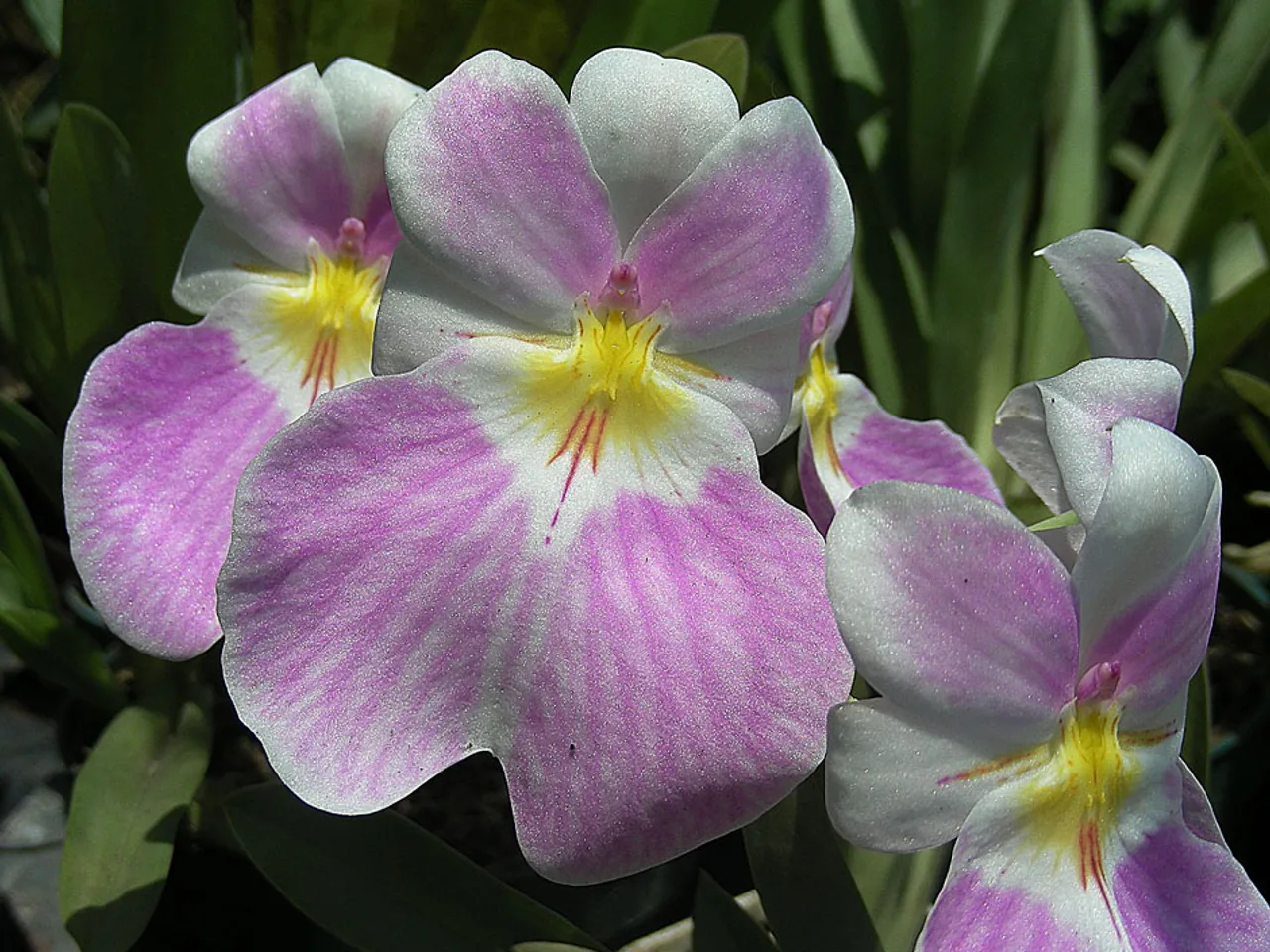 Pansy Orchid (Miltoniopsis vexillaria)