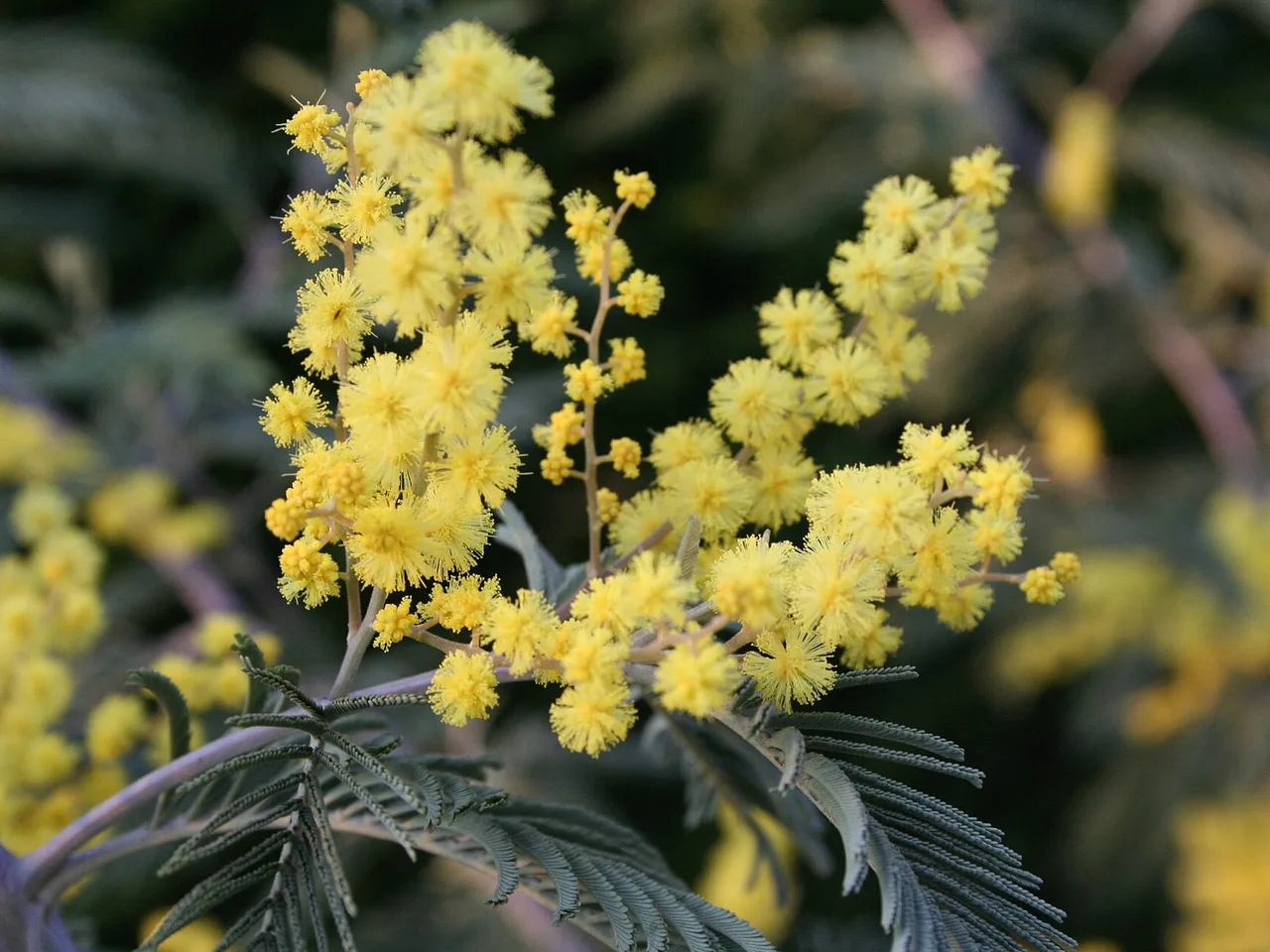 Mimosa (Acacia dealbata)