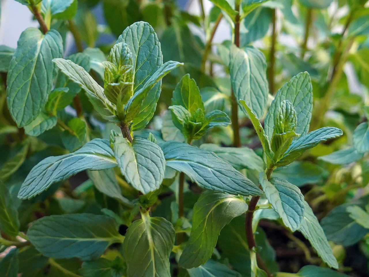 Mint (Mentha spicata)