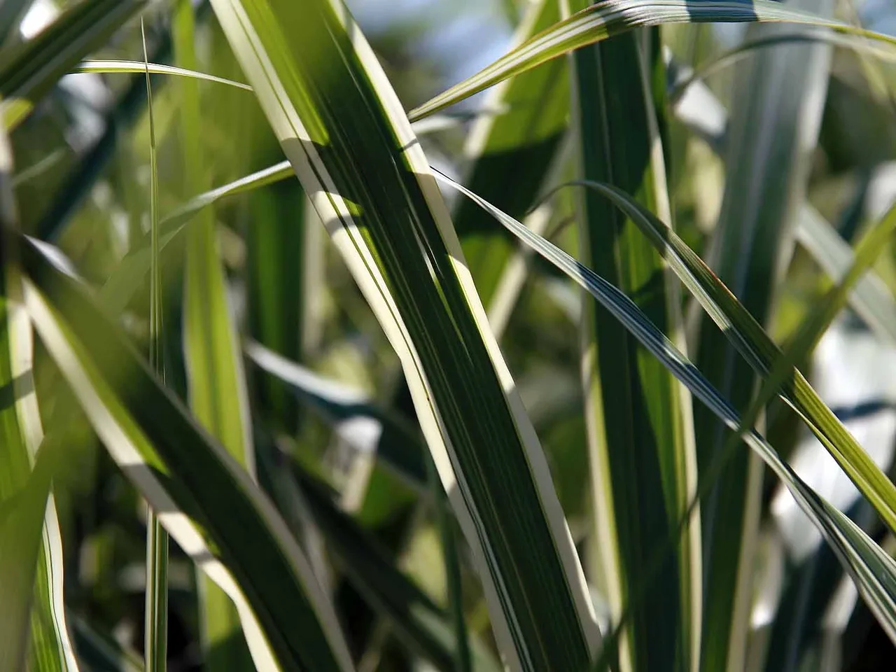 Chinese Silver Grass (Miscanthus sinensis)