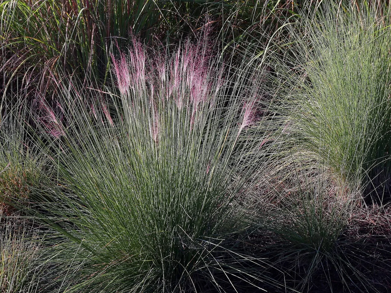 Purple Moor Grass (Molinia caerulea)
