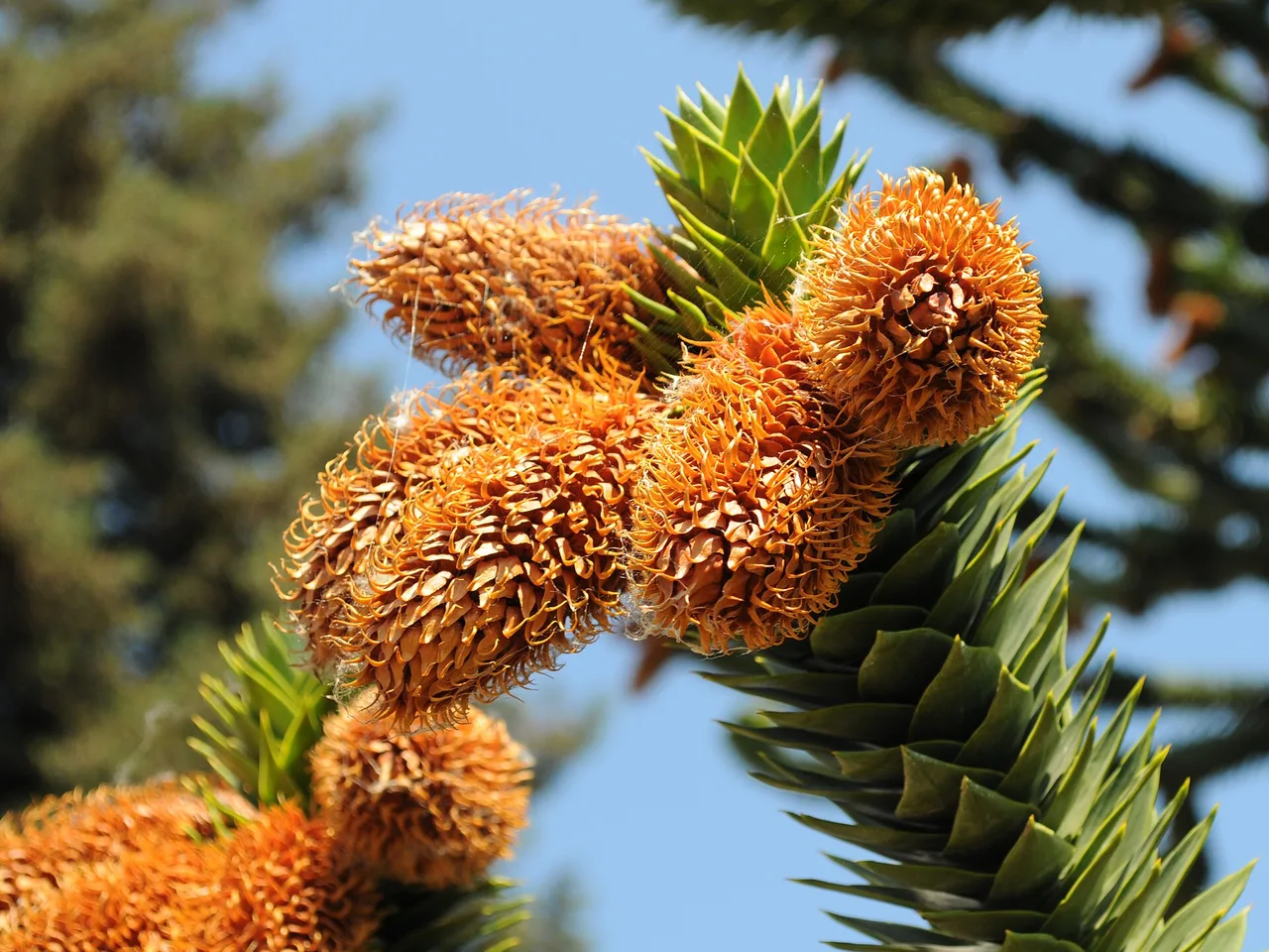 Monkey Puzzle (Araucaria araucana)