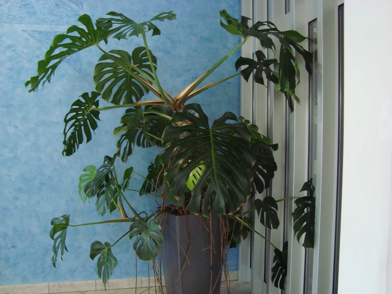 Monstera (Monstera deliciosa)