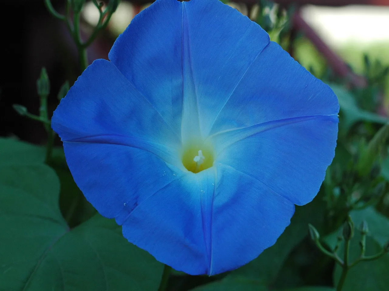 Morning Glory (Ipomoea tricolor)