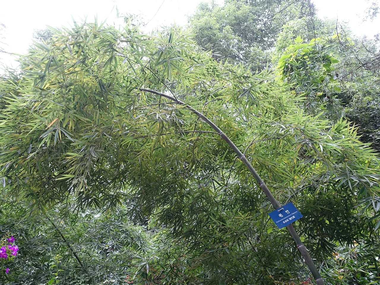 Moso Bamboo (Phyllostachys edulis)