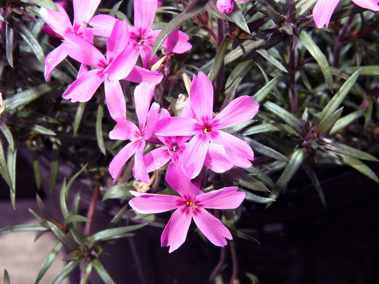 Moss Phlox (Phlox subulata)