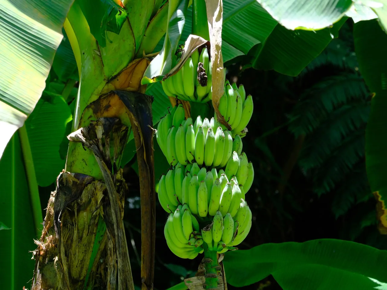 Banana (Musa acuminata)