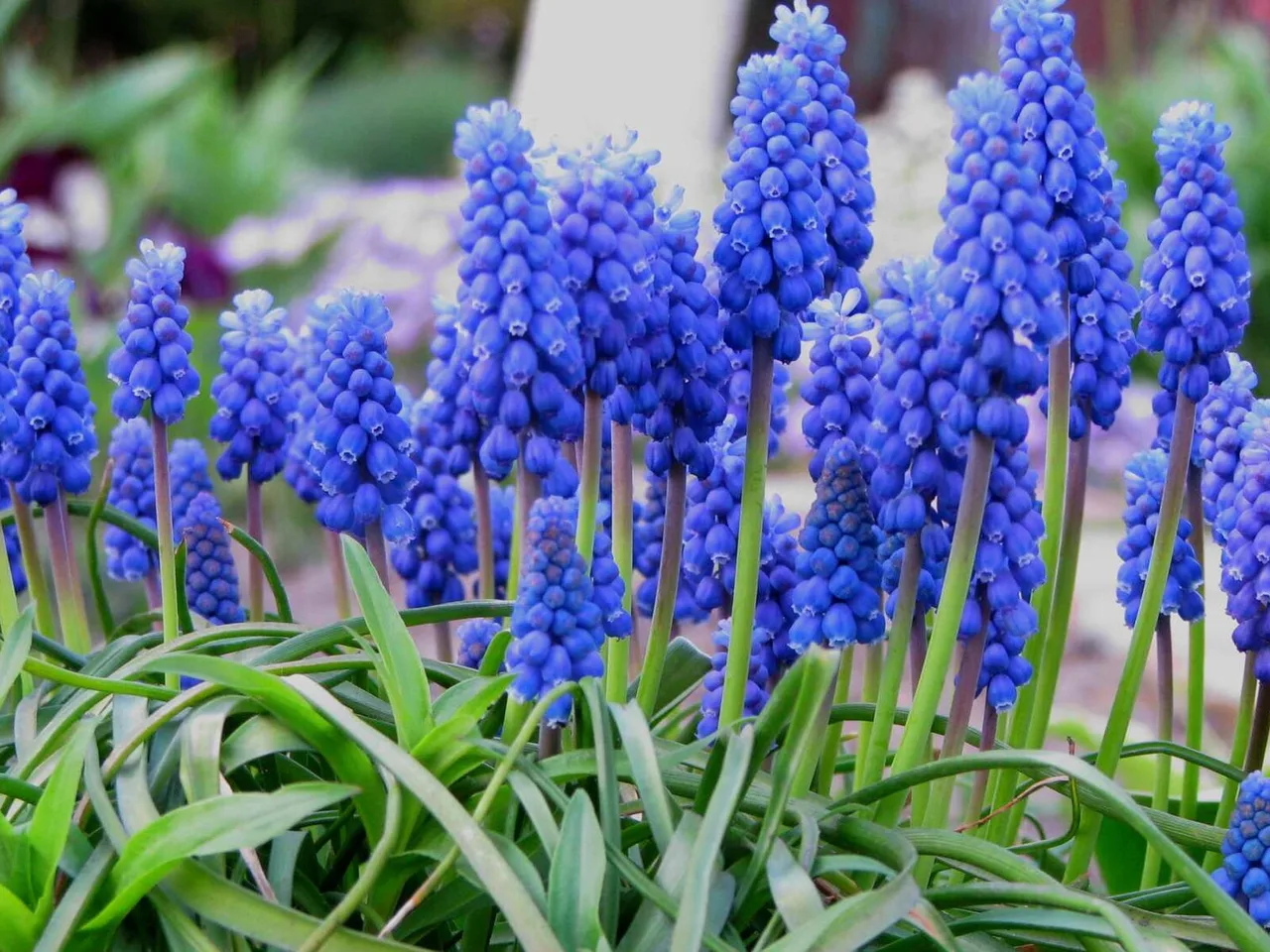 Grape Hyacinth (Muscari armeniacum)