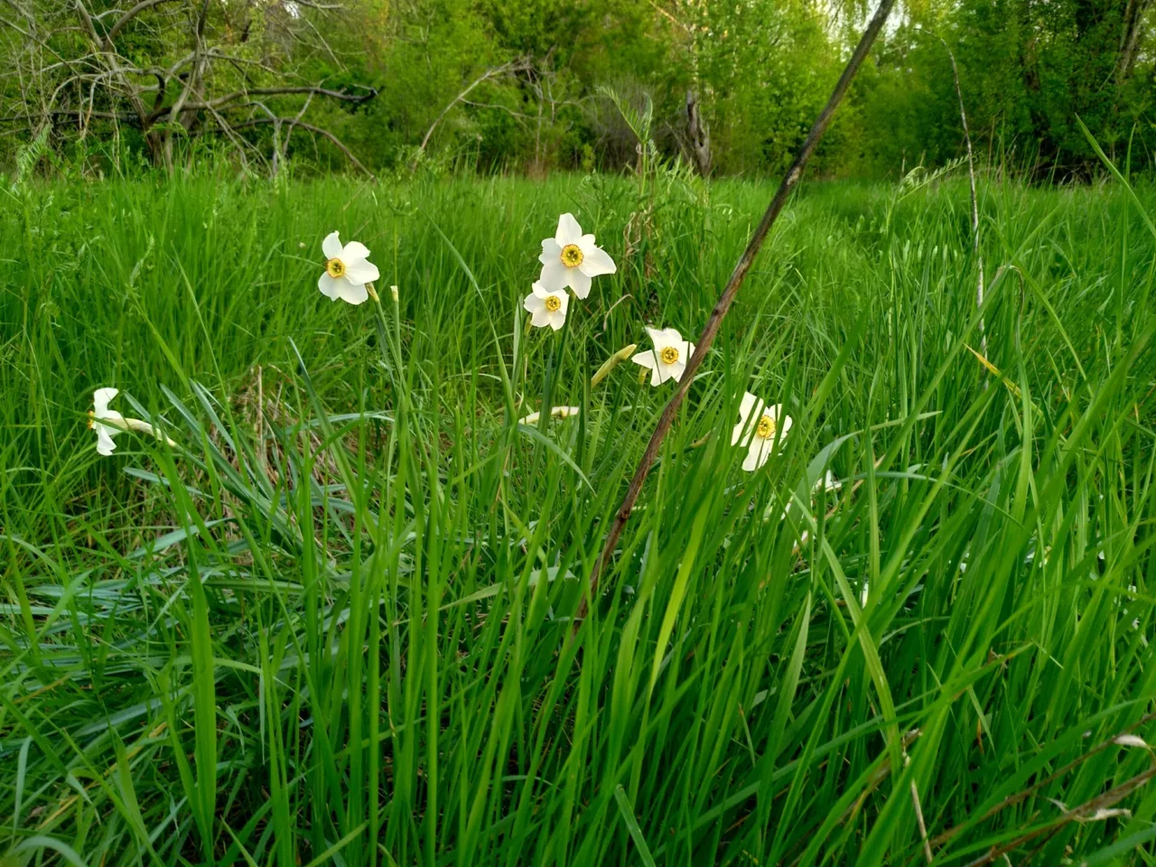 Pheasant Eye Narcissus (Narcissus poeticus)