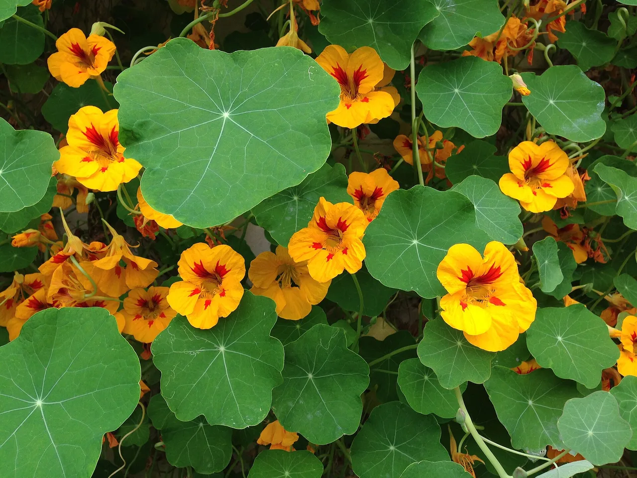 Nasturtium (Tropaeolum majus)