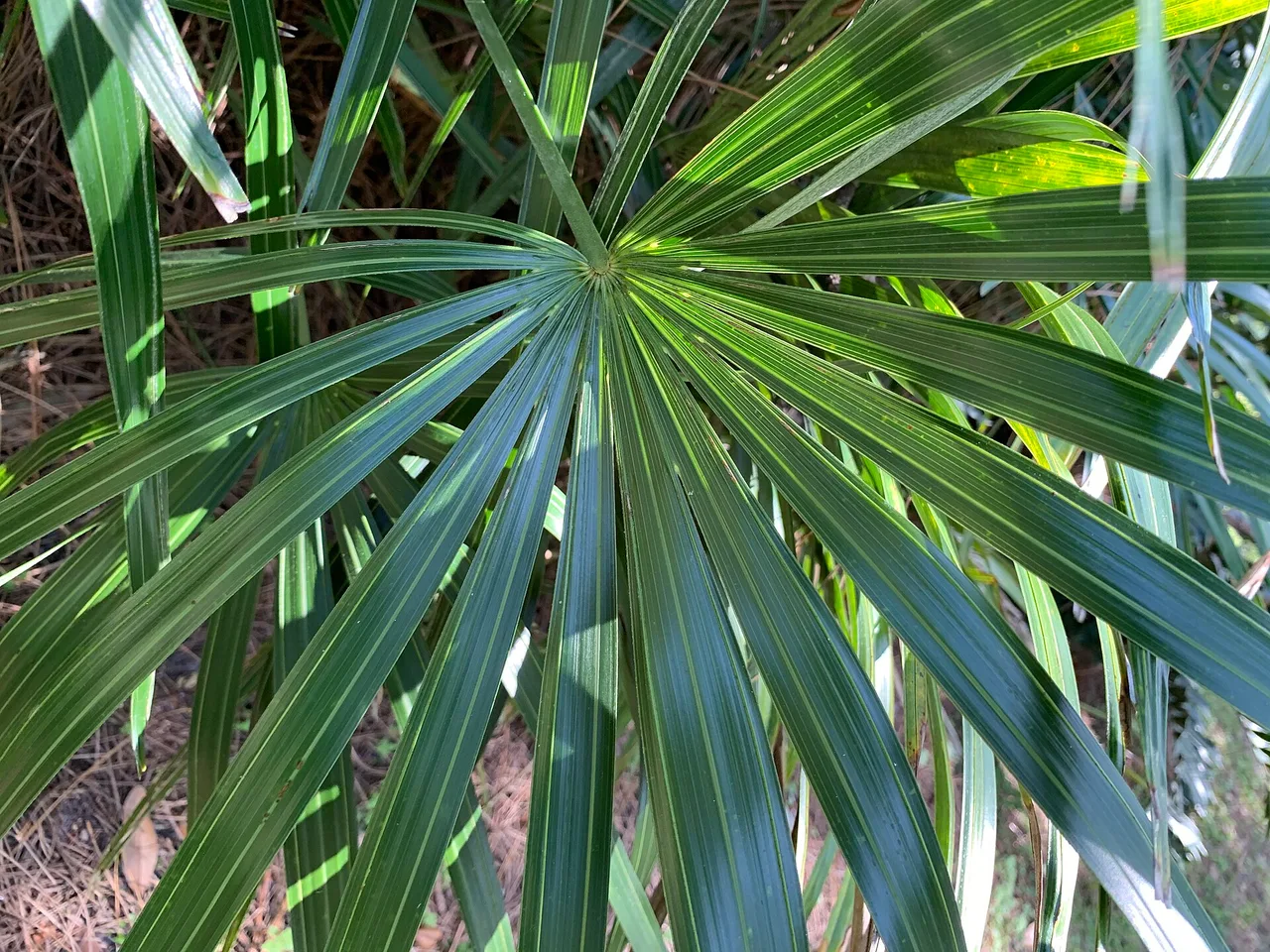 Needle Palm (Rhapidophyllum hystrix)