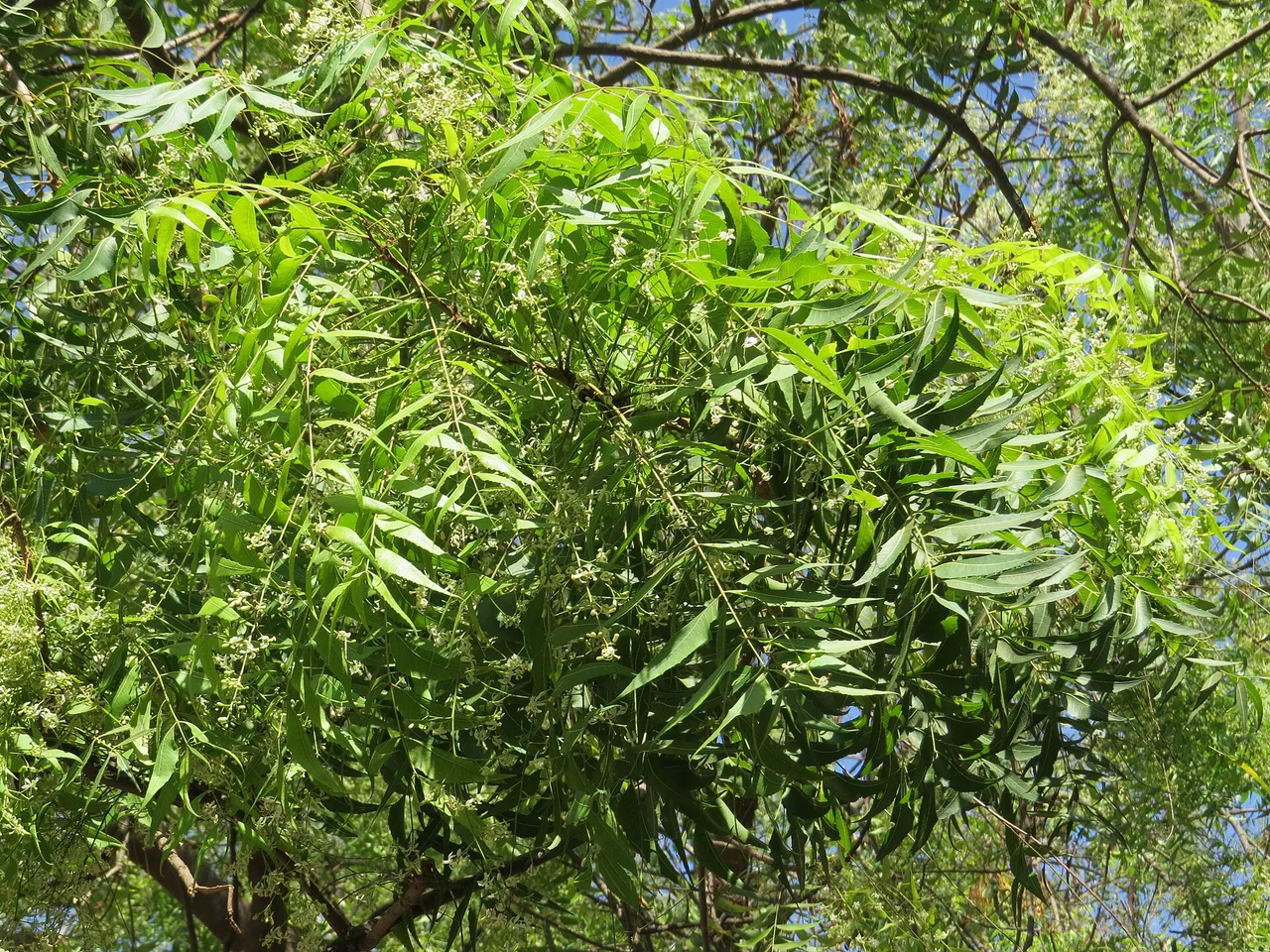 Neem (Azadirachta indica)
