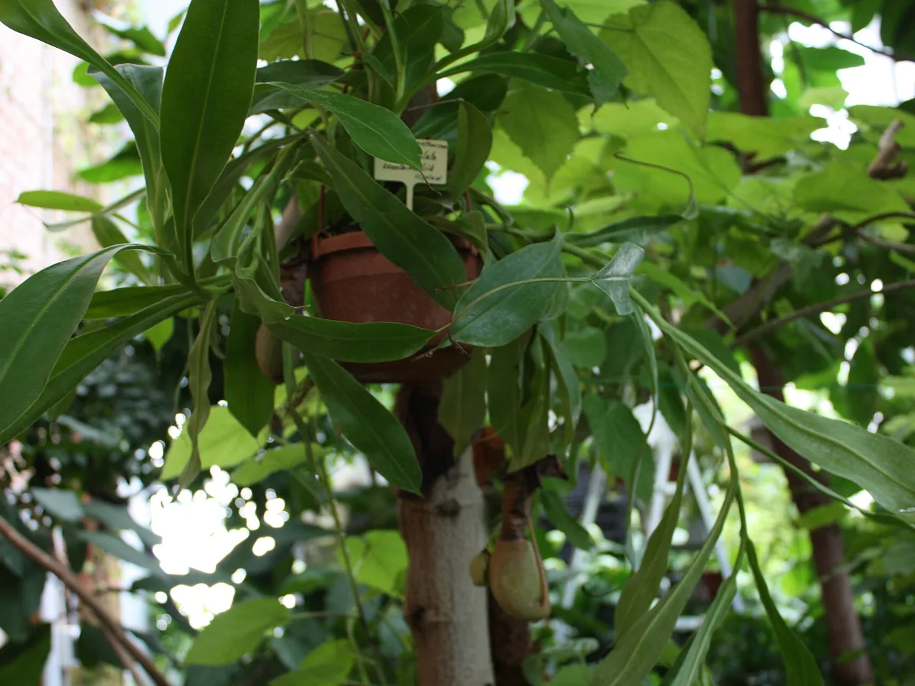 Tropical Pitcher Plant (Nepenthes alata)