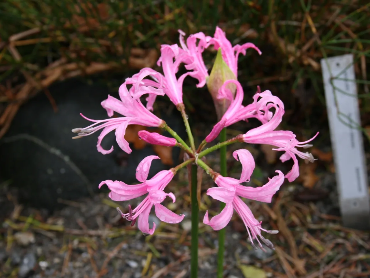 Nerine (Nerine bowdenii)