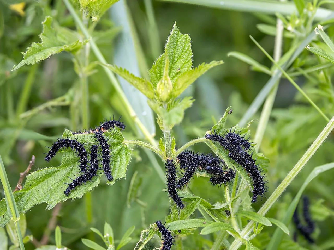 Stinging Nettle (Urtica dioica)
