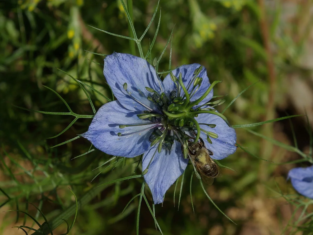Love-in-a-Mist (Nigella damascena)