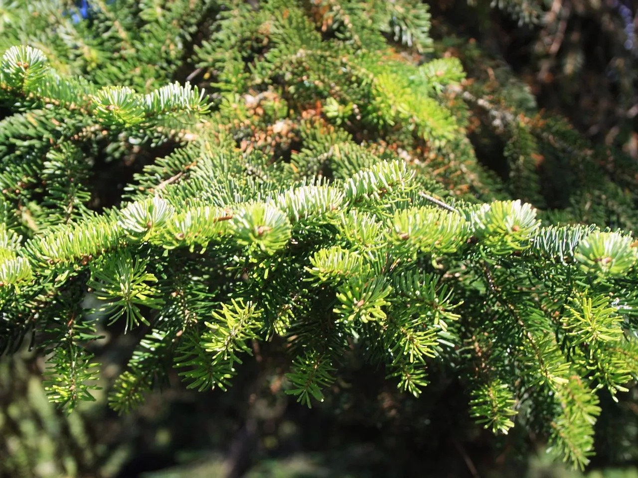 Nordmann Fir (Abies nordmanniana)
