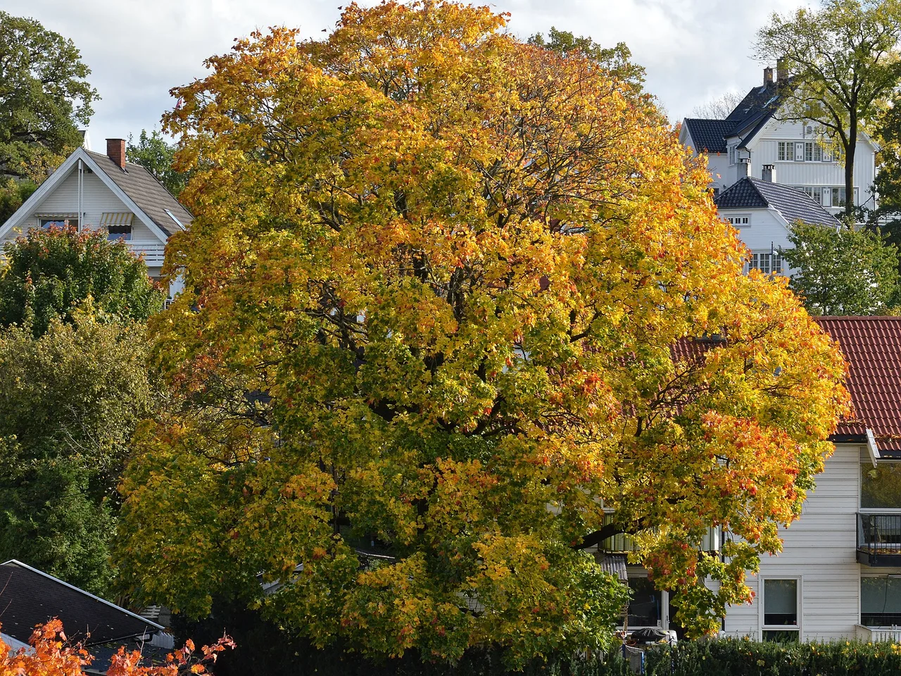 Norway Maple (Acer platanoides)
