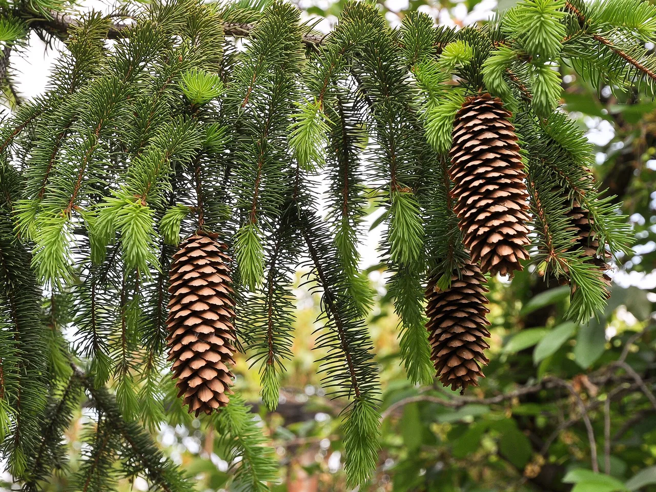 Norway Spruce (Picea abies)
