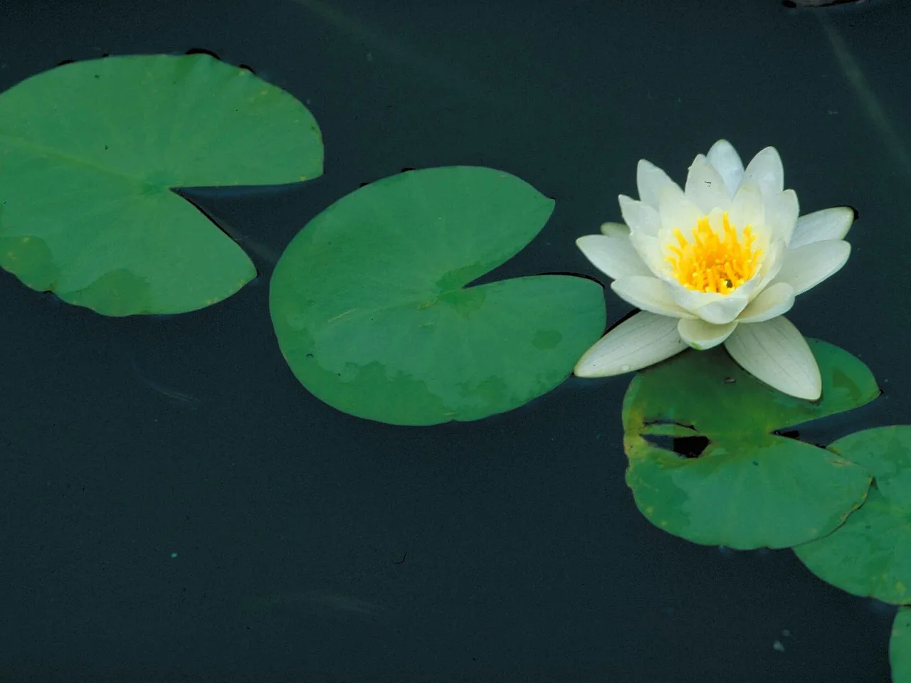 Fragrant Water Lily (Nymphaea odorata)