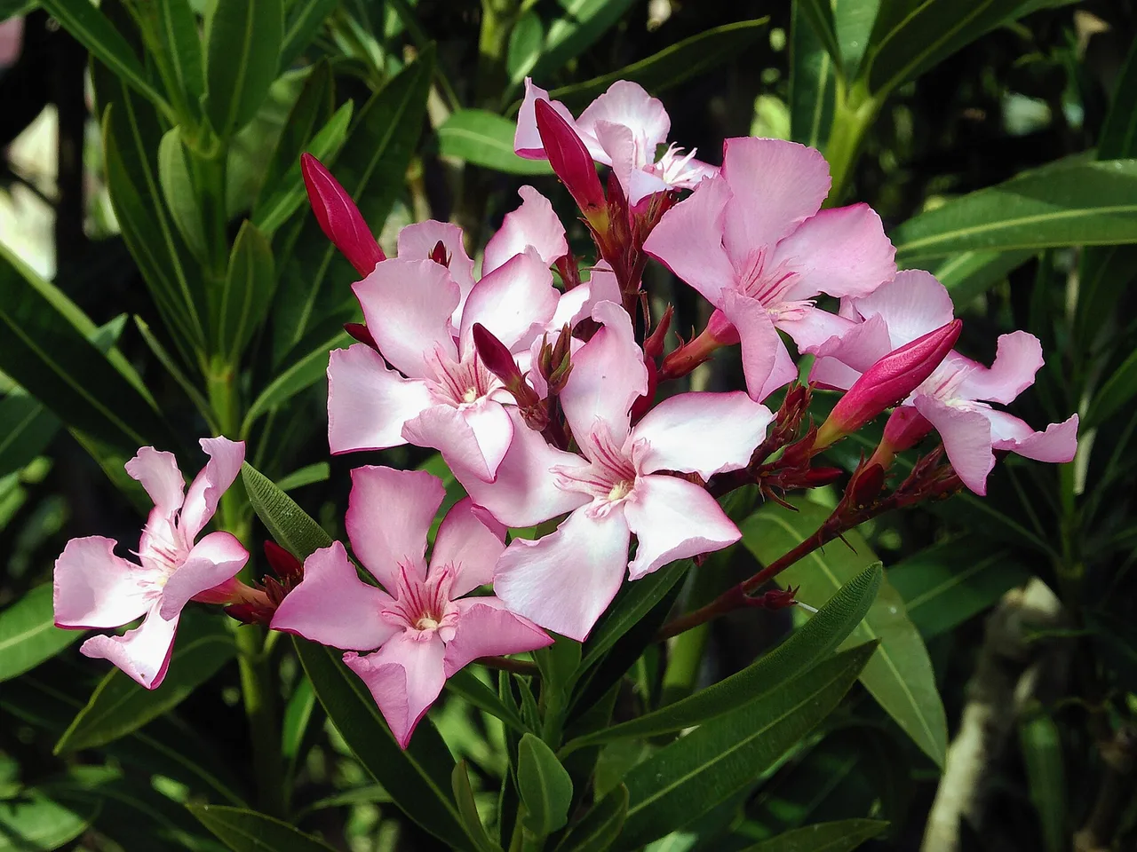 Oleander (Nerium oleander)