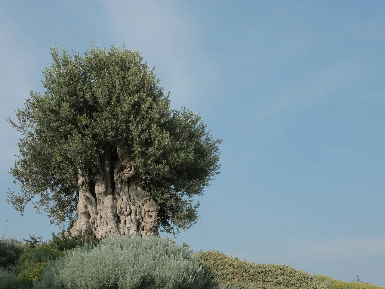 Olive (Olea europaea)