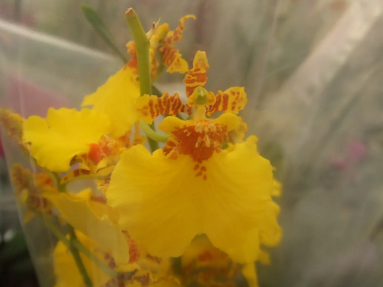 Dancing Lady Orchid (Oncidium flexuosum)
