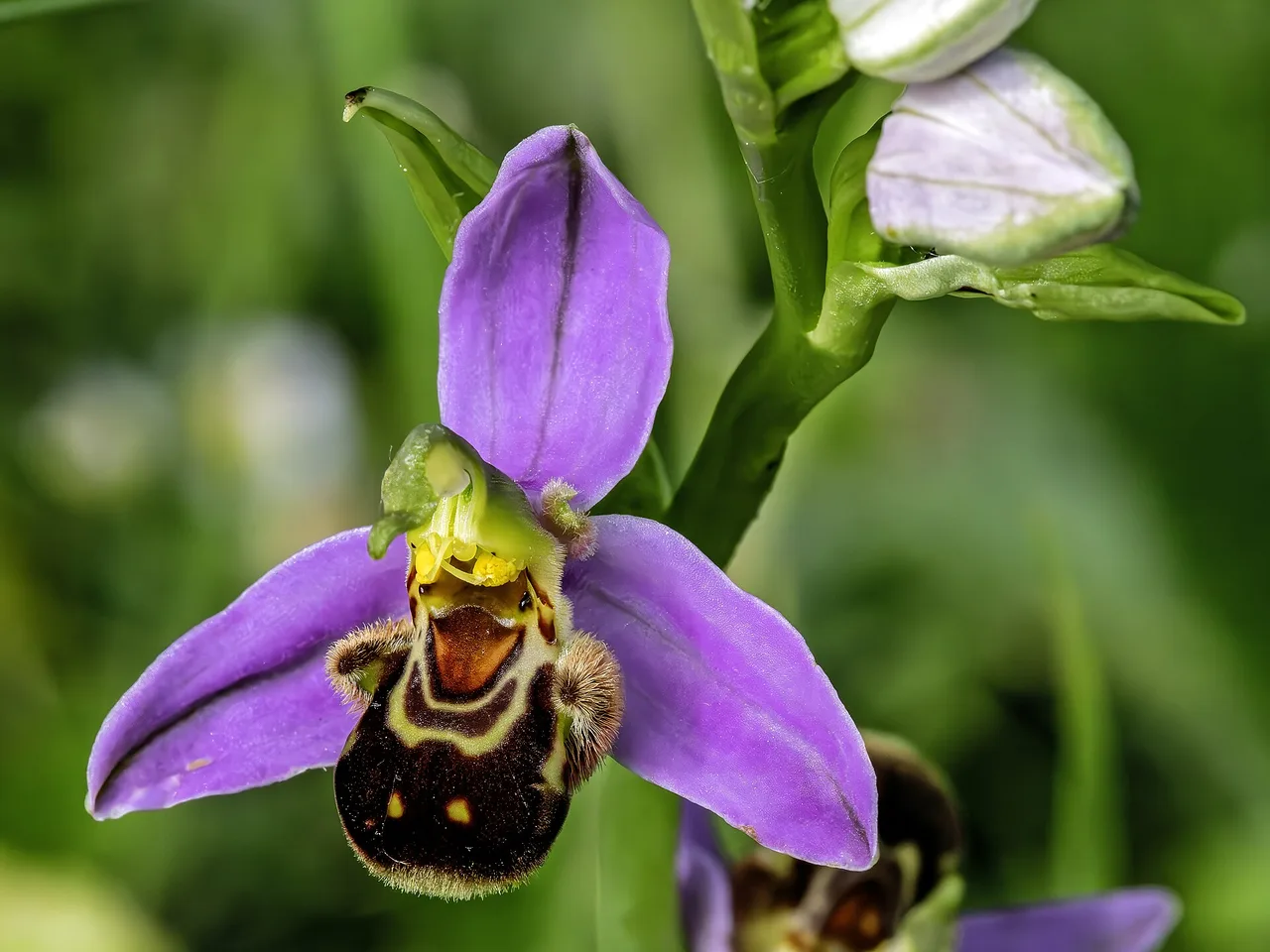 Bee Orchid (Ophrys apifera)