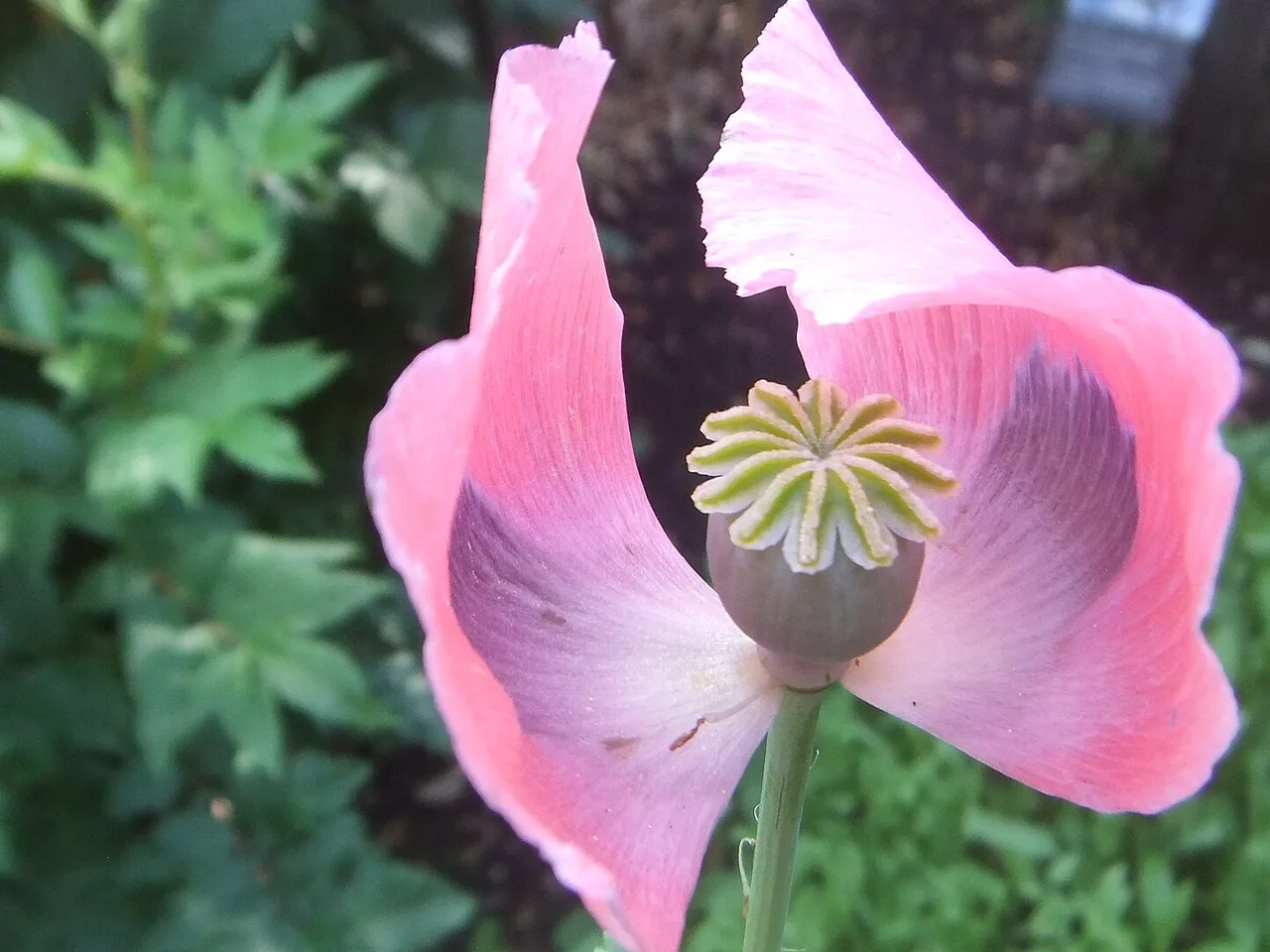 Opium Poppy (Papaver somniferum)