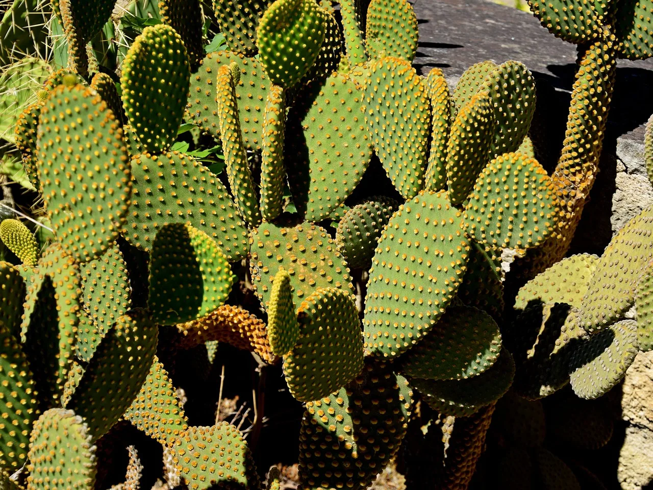 Bunny Ears Cactus (Opuntia microdasys)