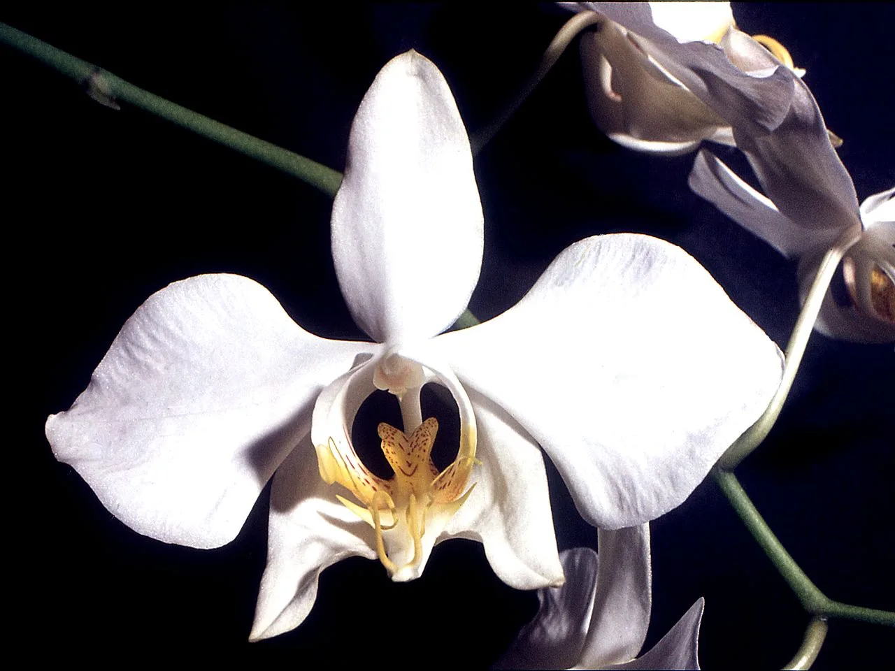 Moth Orchid (Phalaenopsis amabilis)