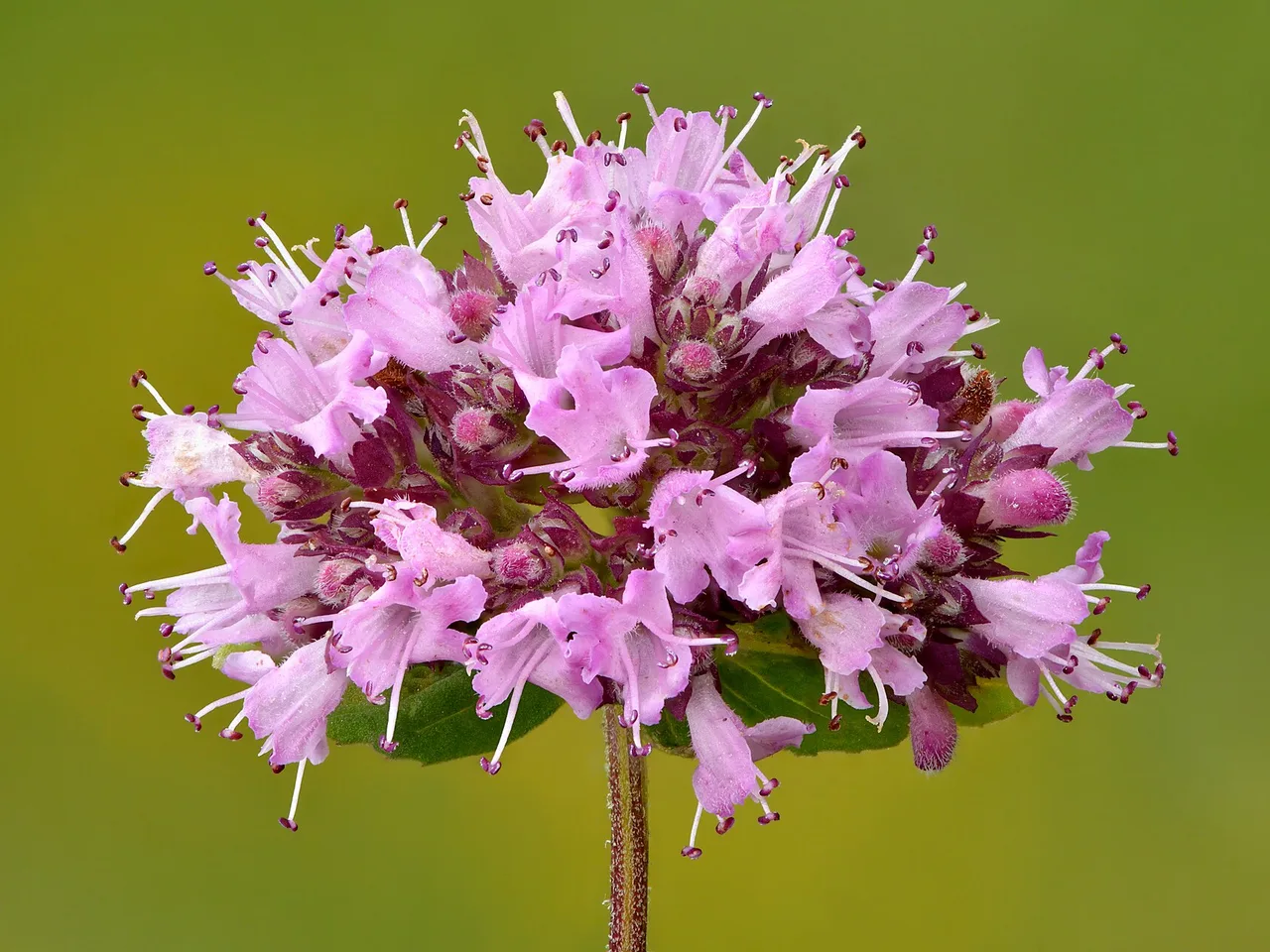 Oregano (Origanum vulgare)