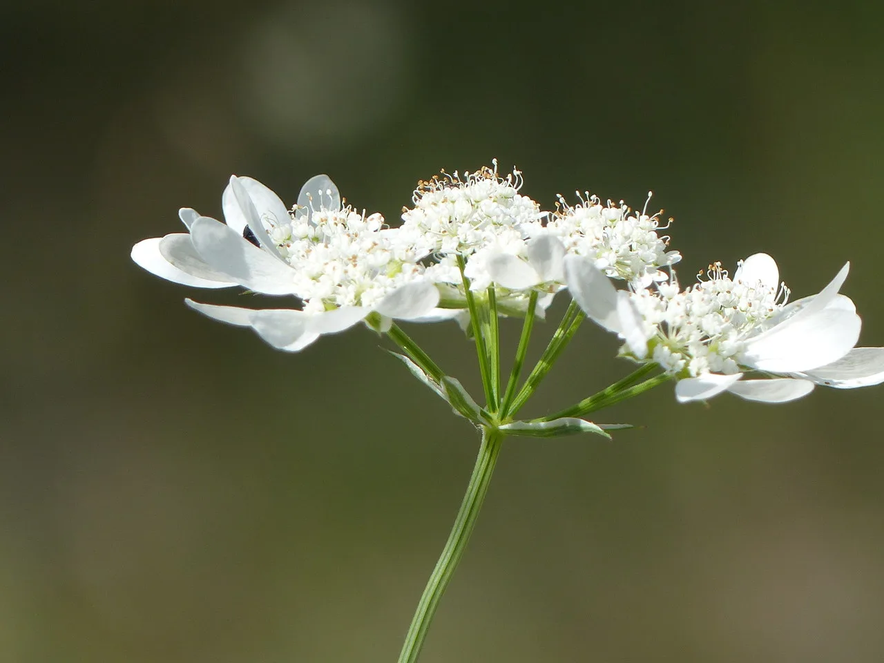 White Lace Flower (Orlaya grandiflora)