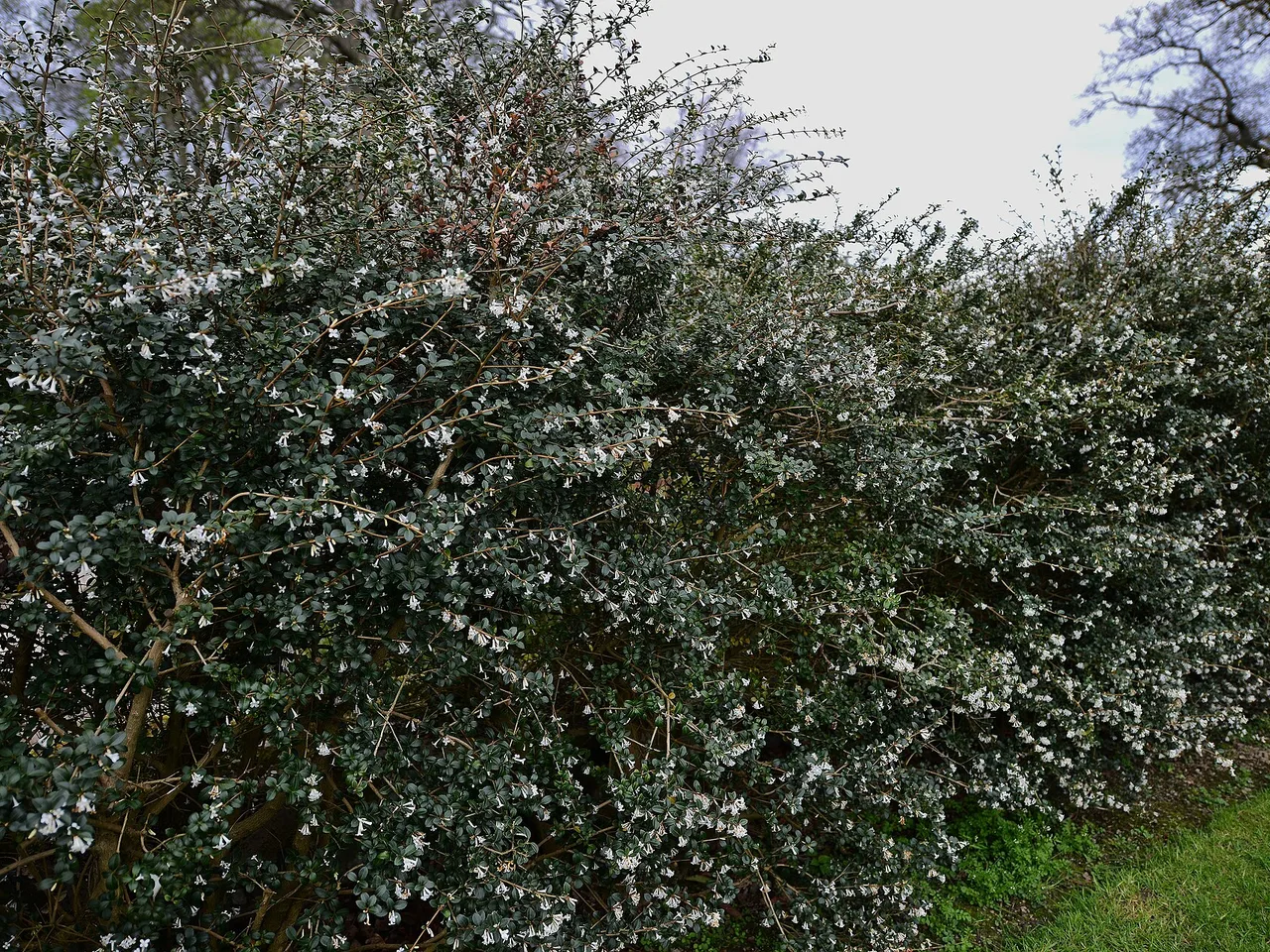 Osmanthus (Osmanthus x burkwoodii)