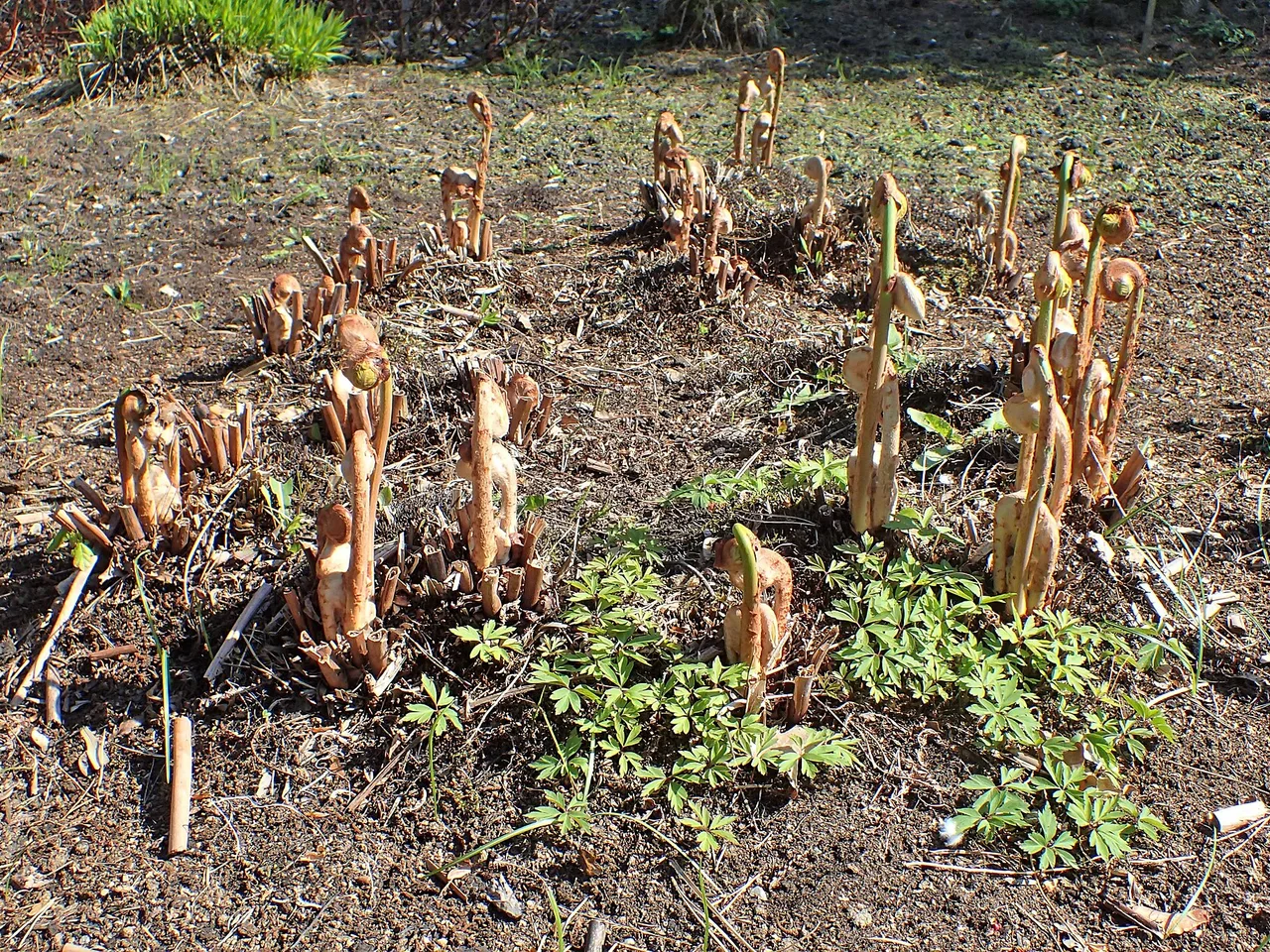 Royal Fern (Osmunda regalis)