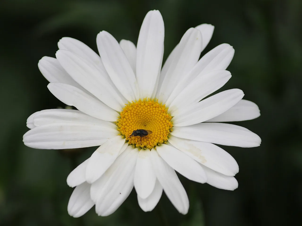 Ox-eye Daisy (Leucanthemum vulgare)