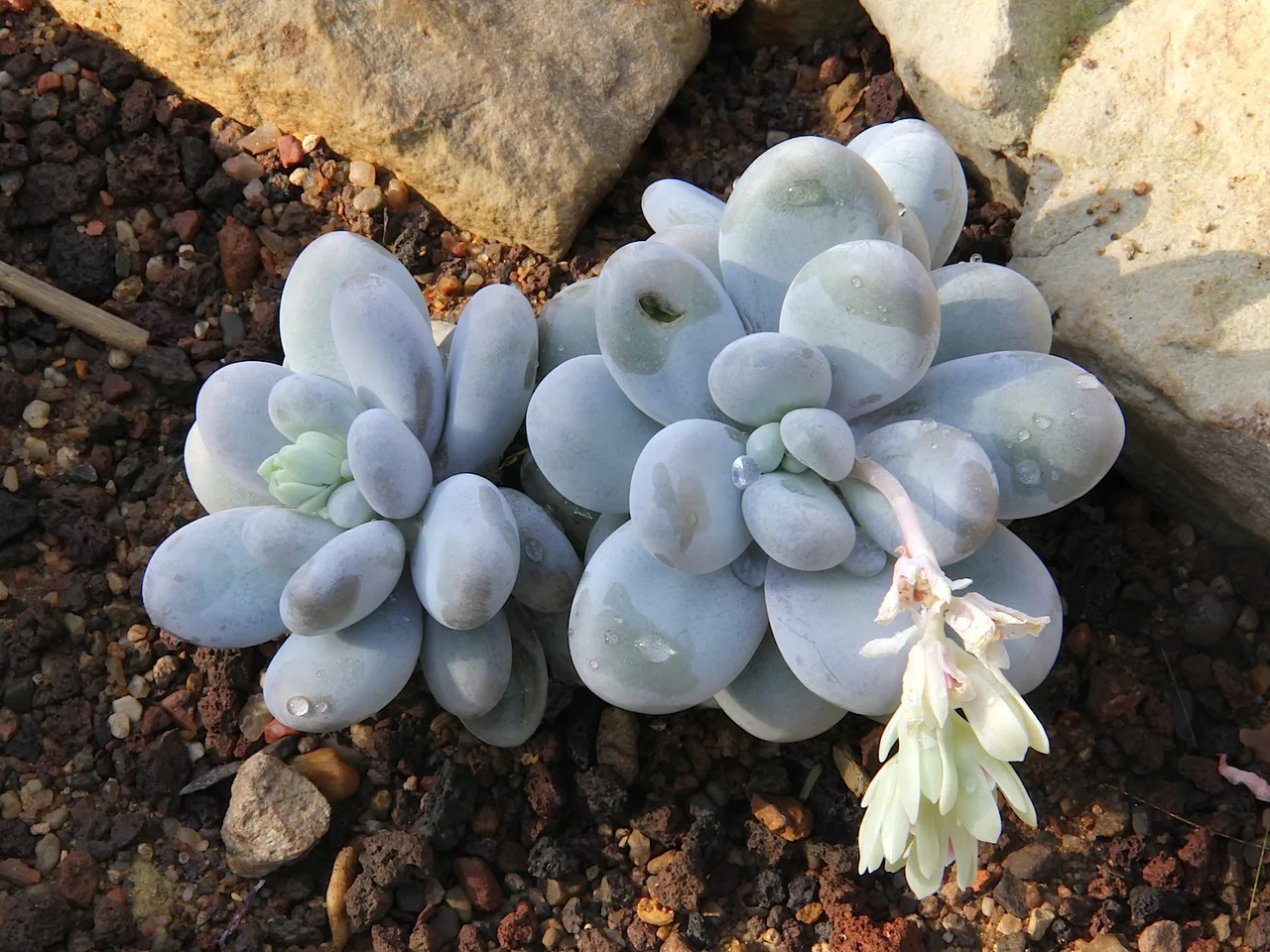 Moonstones (Pachyphytum oviferum)