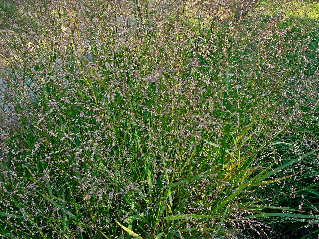 Switch Grass (Panicum virgatum)