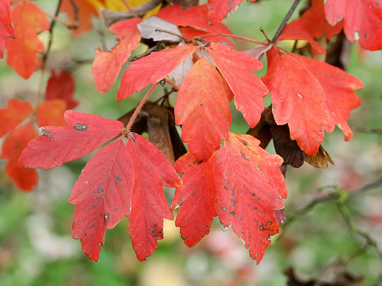 Paperbark Maple (Acer griseum)