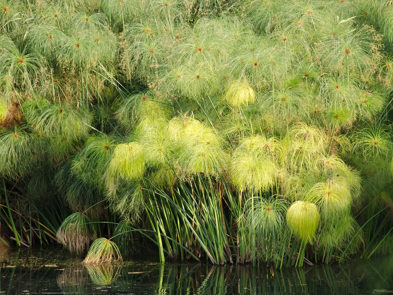 Papyrus (Cyperus papyrus)