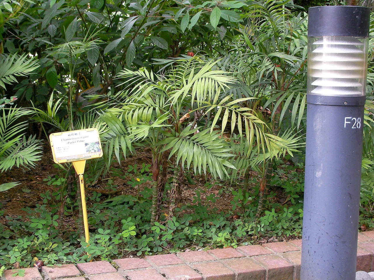 Parlour Palm (Chamaedorea elegans)