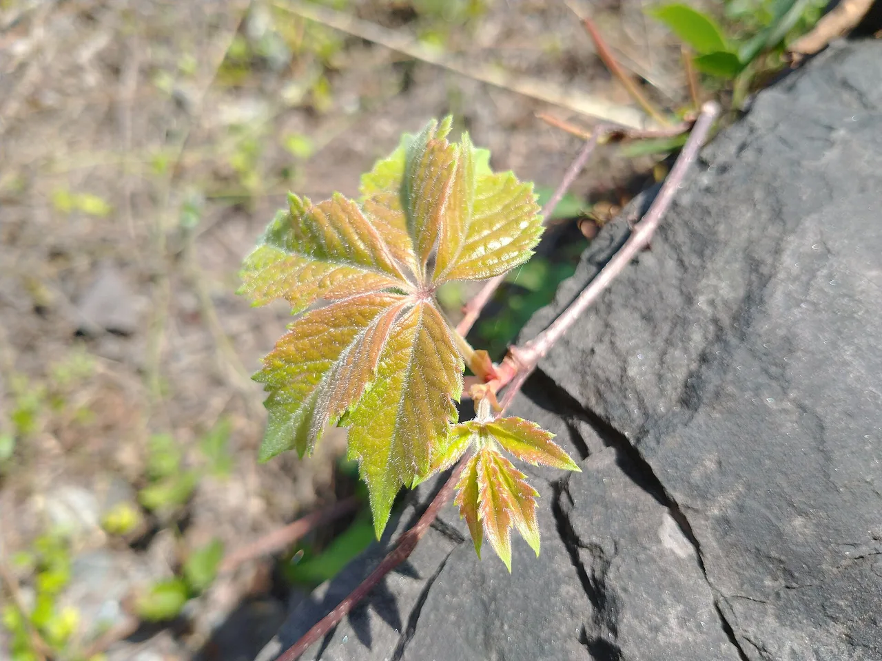 Virginia Creeper (Parthenocissus quinquefolia)