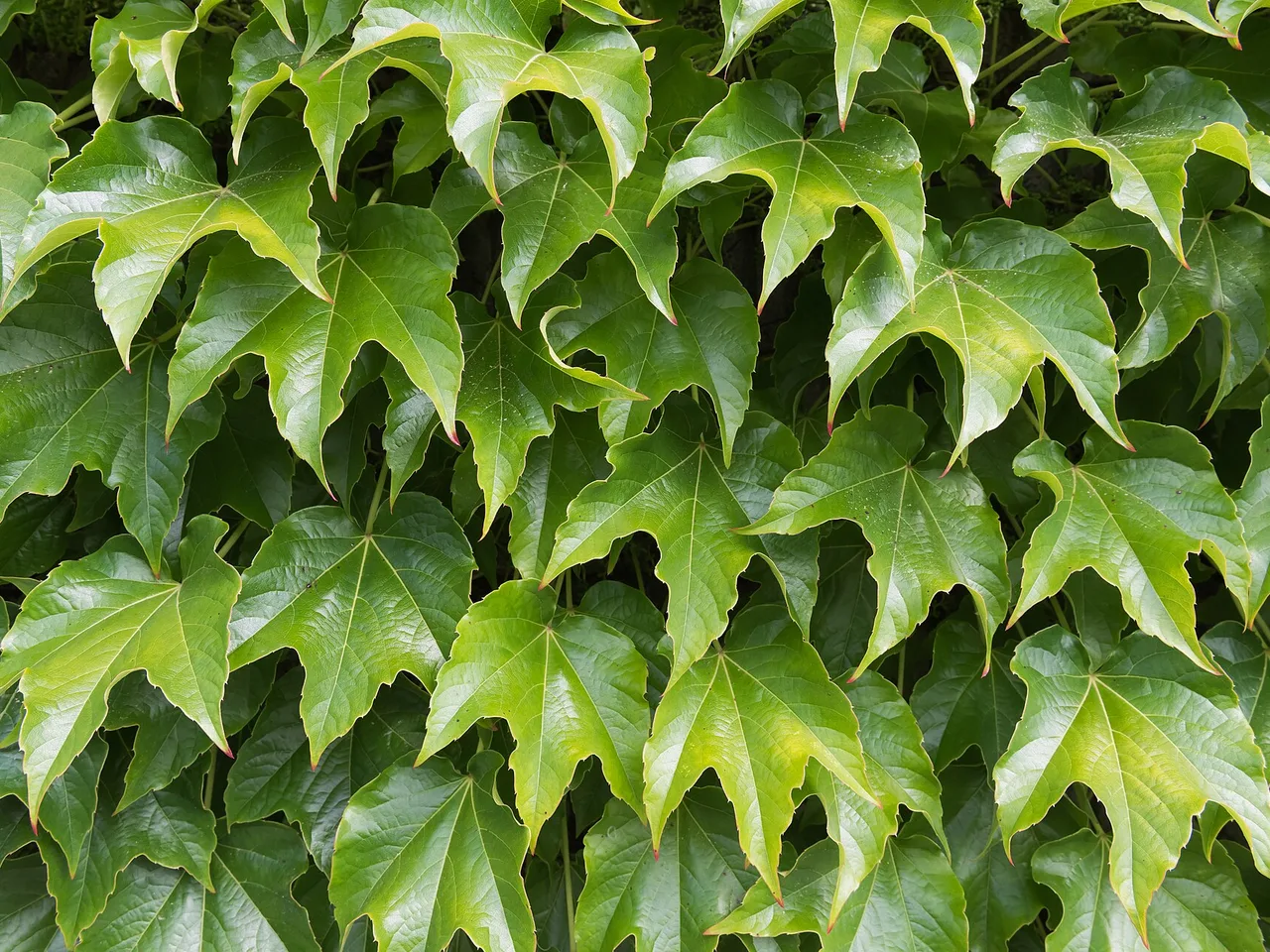Boston Ivy (Parthenocissus tricuspidata)