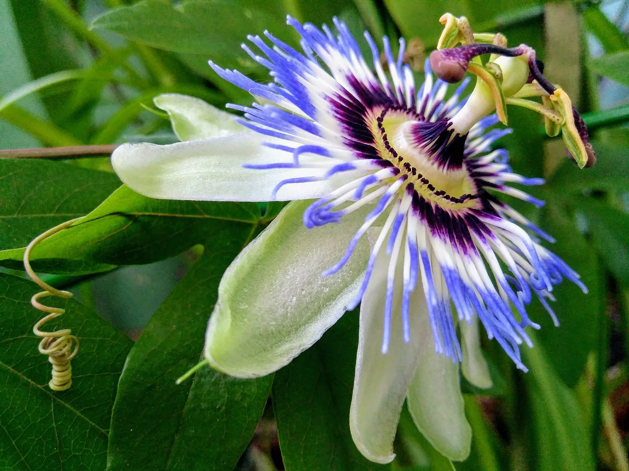 Blue Passion Flower (Passiflora caerulea)
