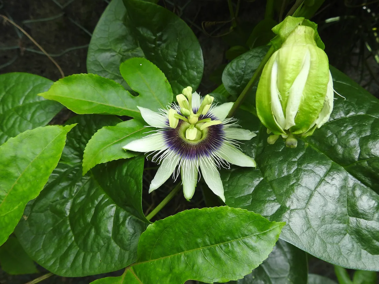 Passion Fruit (Passiflora edulis)
